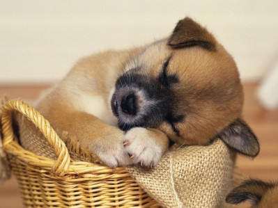 pedigree_sleepy_puppy