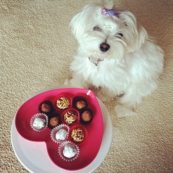 valentines-day-chocolate-truffle-dog-maltese